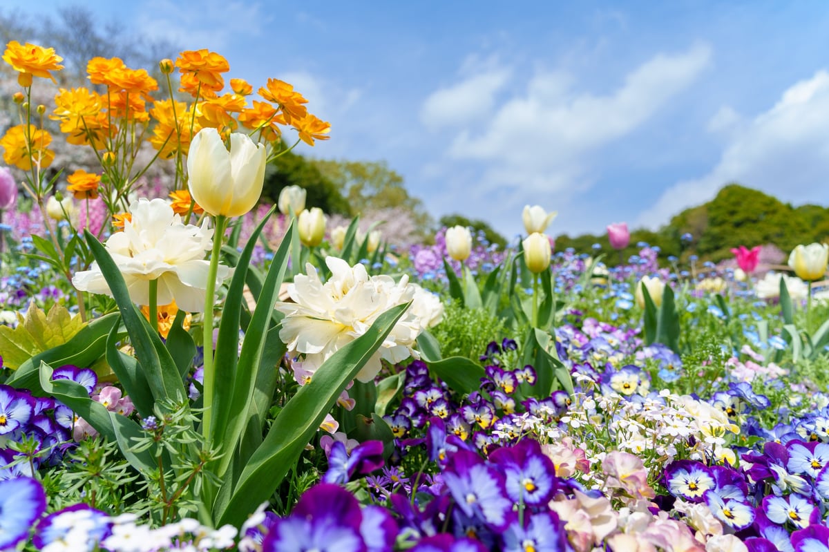 Garden maintenance project